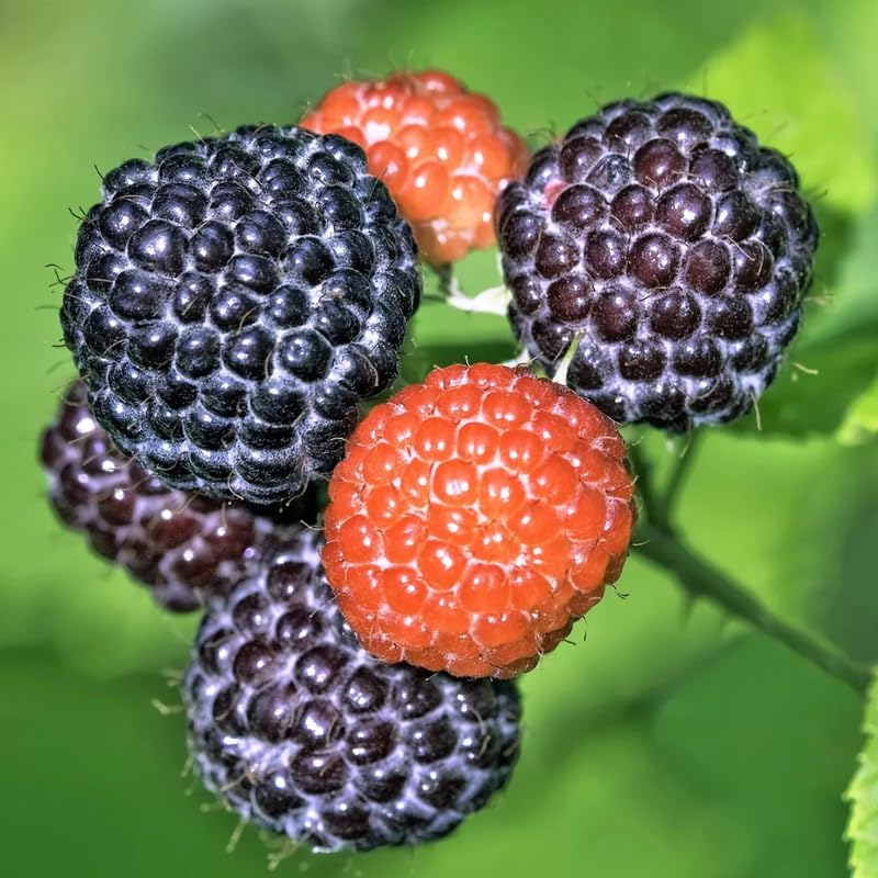 Black Raspberry Live Plant Potted 1-2 Years Old, Berry Bush - Image 4
