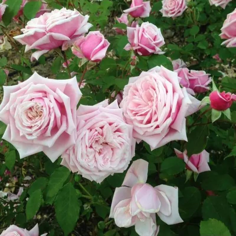 Climbing Live Rose Plant, Reblooming Rose Bush - Image 4