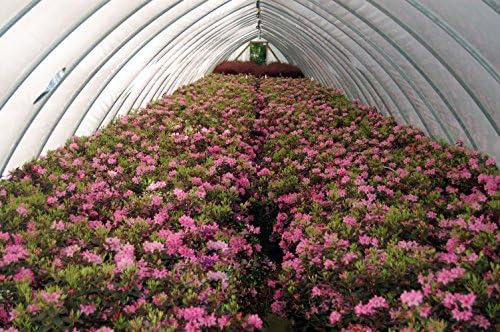 Rhododendron 'Aglo' (Rhododendron) Evergreen, pink flowers, #2 - Size Container - Image 3