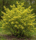 Spicebush (Lindera Benzoin) Live Shrubs for Planting | Native Fragrant Plant with Bright Red Berries | Pollinator-Friendly Garden Favorite (2 Plants) by CZGrain