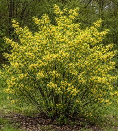 Spicebush (Lindera Benzoin) Live Shrubs for Planting | Native Fragrant Plant with Bright Red Berries | Pollinator-Friendly Garden Favorite (3 Plants) by CZGrain