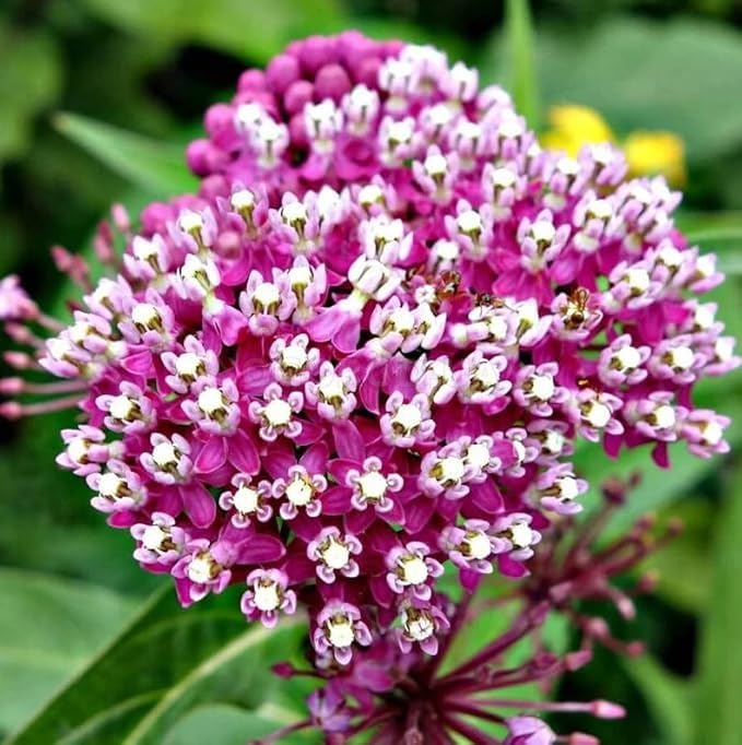 Set 2 Pink Swamp Milkweed Plants Live Rose Asclepias Flower Plants Perennial Milkweed Flowers Bushes 4-6 Inch Tall - Image 5