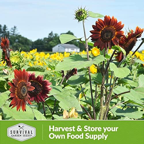 Chocolate Cherry Sunflower Seeds for Planting - 3 Packs - Image 5