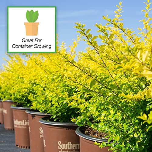 Perfect Plants Sunshine Ligustrum Shrub, 3 Gallon, Golden Evergreen - Image 5