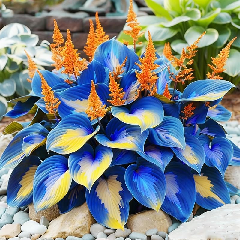 315+ Perennial Mix Color Hosta Seeds for Planting in Outdoor Garden - Shade Tolerant Plant Seeds,Ideal for Borders & Containers - Image 4