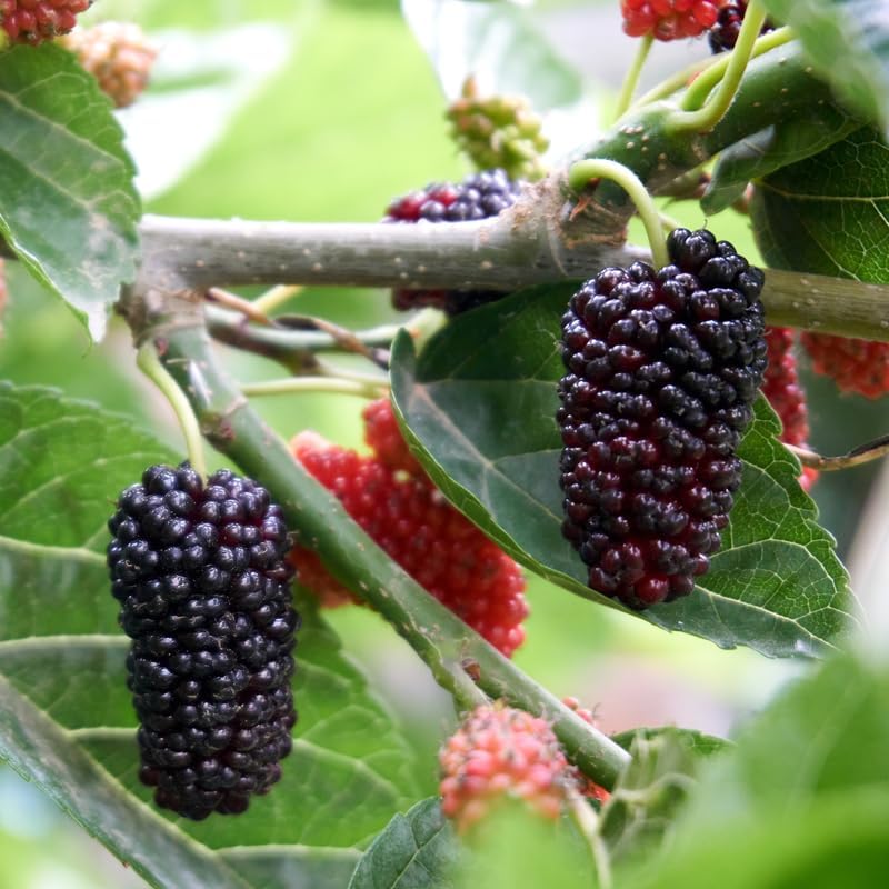 Dwarf Everbearing Mulberry Live Plant, 4-8 Inch Tall Hardy Fruit Tree - Image 2