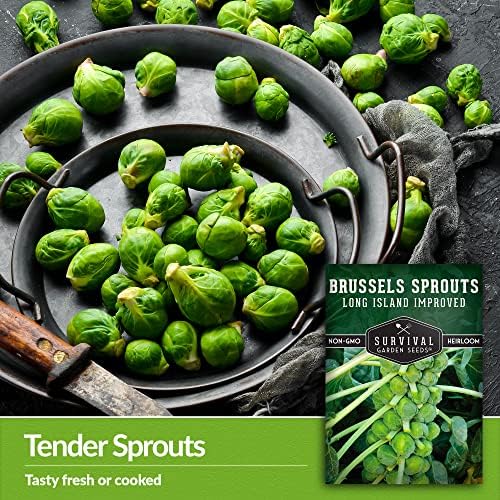 Long Island Improved Brussels Sprout Seeds for Planting (1 Pack) - Image 3