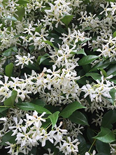 American Plant Exchange Live Confederate Jasmine Plant with Fragrant White Flowers, Star Jasmine Plant, Plant Pot for Home and Garden Decor, 10" Pot - Image 4