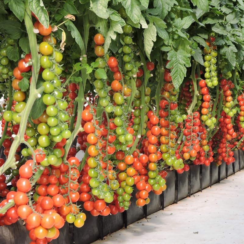 Cherry Tomato Plants Live for Planting, 4 Inch Pot - Image 4