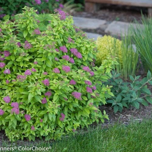 Proven Winners - Spiraea jap. Double Play Gold (Spirea) Shrub, , #3 - Size Container - Image 6