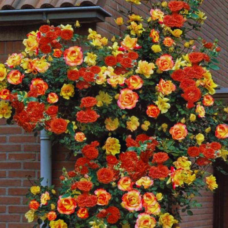 Golden Orange Yellow Roses Live Plant, Hardy Rose, 4-10 Inch Tall by PlantsSeedsBulbs