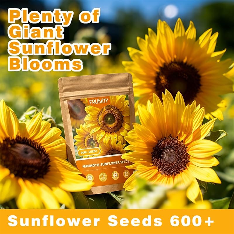 600+ Giant Mammoth Heirloom Sunflower Seeds to Plant, High Germination, Easy to Grow, for Home Garden - Image 4