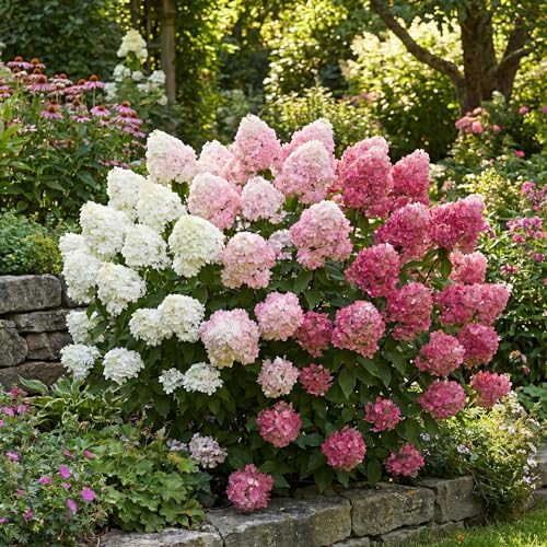 Pink Hydrangea Live Plant, Perennial Flowering Bush, 4-7'' Tall, 2.5'' Pot - Image 4