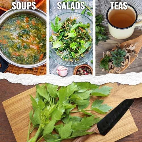 Seed Needs Lovage Seeds to Plant an Herb Garden - 2 Packs - Image 2