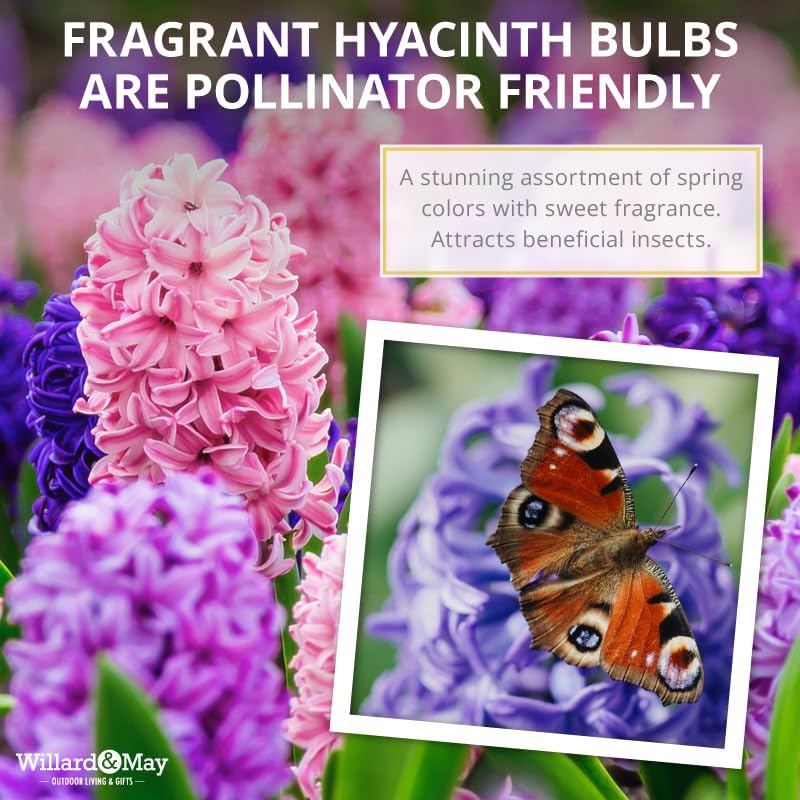 50 Mixed Hyacinth Bulbs – Fragrant Spring Flowers in Assorted Colors – Ideal for Beds & Containers – Bulk of Spring-Blooming Flowers – Easy Fall Planting - Plant in Gardens & Borders - Willard & May - Image 3