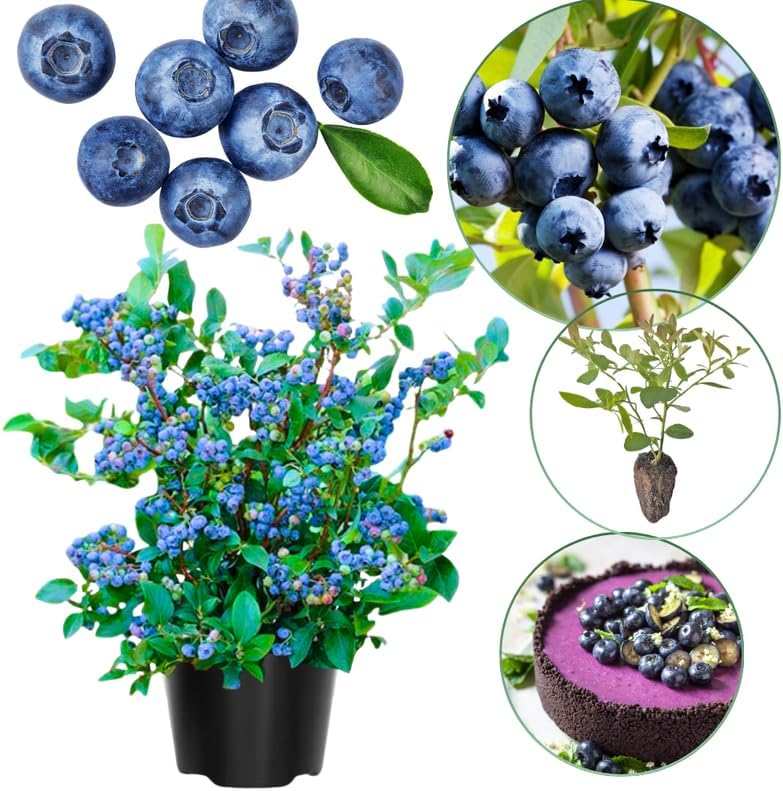 2 Highbush Blueberry Plants Live, Hardy Berry Bush, 4-7 Inch Tall - Image 3