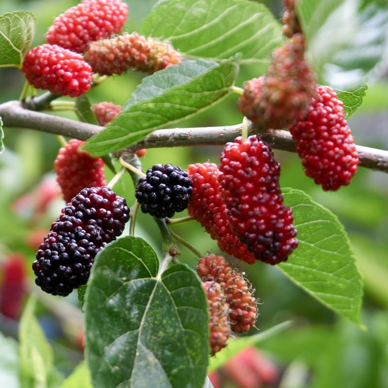 Illinois Everbearing Mulberry Live Plant, 4-8 Inch Tall Hardy Fruit Tree - Image 3