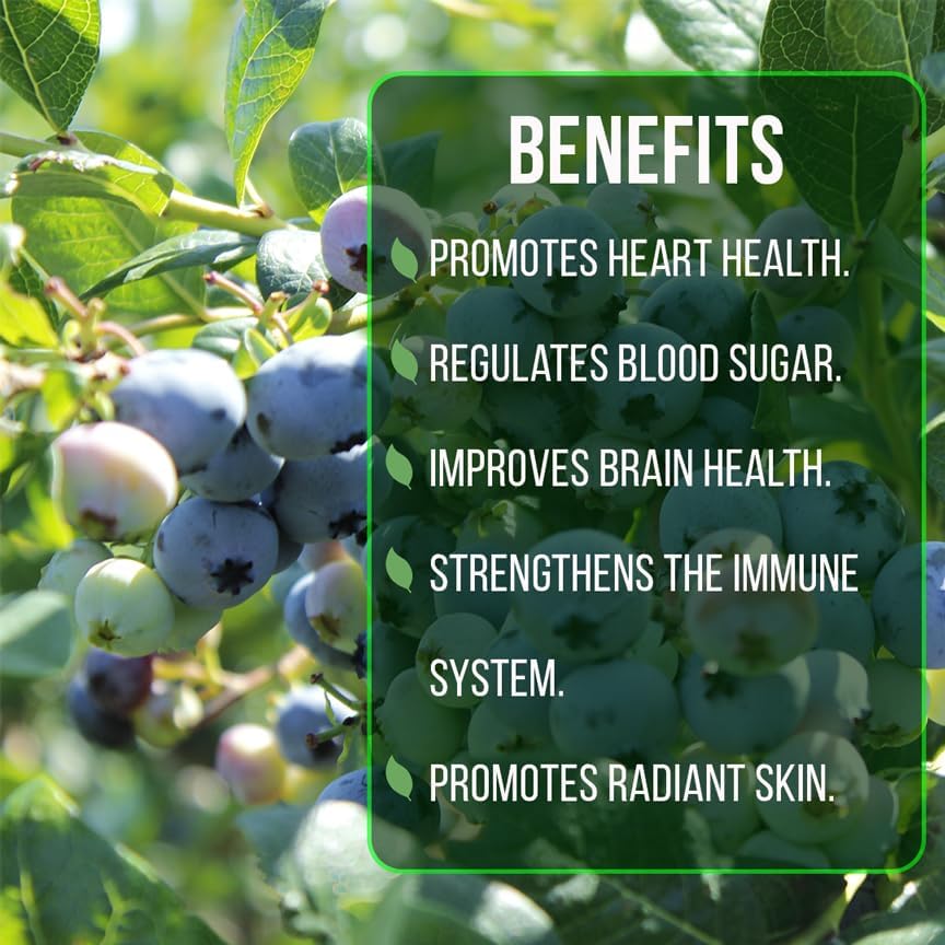 Live Legacy Blueberry Plants (4 Pack) – Northern Highbush Blueberry Bushes for Planting, Vigorous Growth, Late-Season Harvest, Suitable for Various Climates - Image 6
