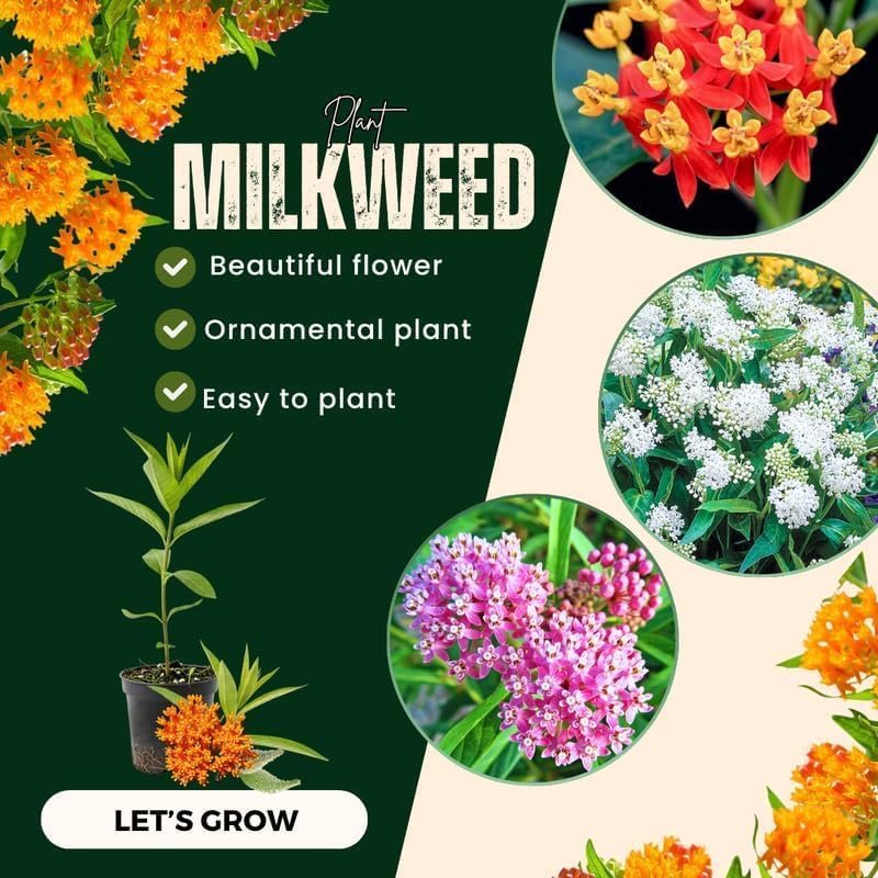 4 Mixed Milkweed Asclepias Live Plants, Flower Plant, 4-9 Inch Tall - Image 5
