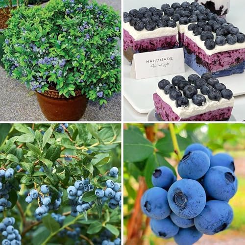 200pcs Dwarf Bonsai Blueberry Trees Seeds for Planting, Perennial Organic Sweet Gaint Blueberry Fruits Seeds, Non-GMO Heirloom Hummingbird Vine Pots Fruits Plants for Home Garden - Image 3