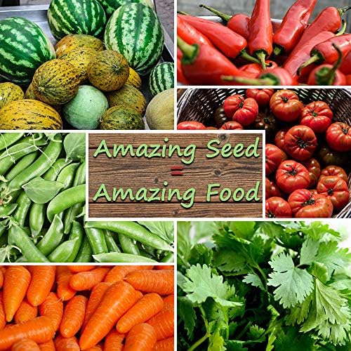 Mountain Valley Seed Co Cabbage Seeds Copenhagen Market 4 Oz ~26,000 Seeds - Image 5
