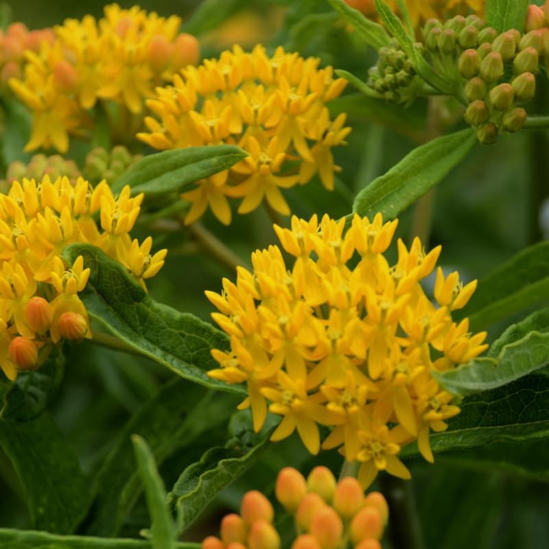 3 Yellow Milkweed Live Plants, Hardy Milkweed Shrub, 4-9 Inches - Image 3