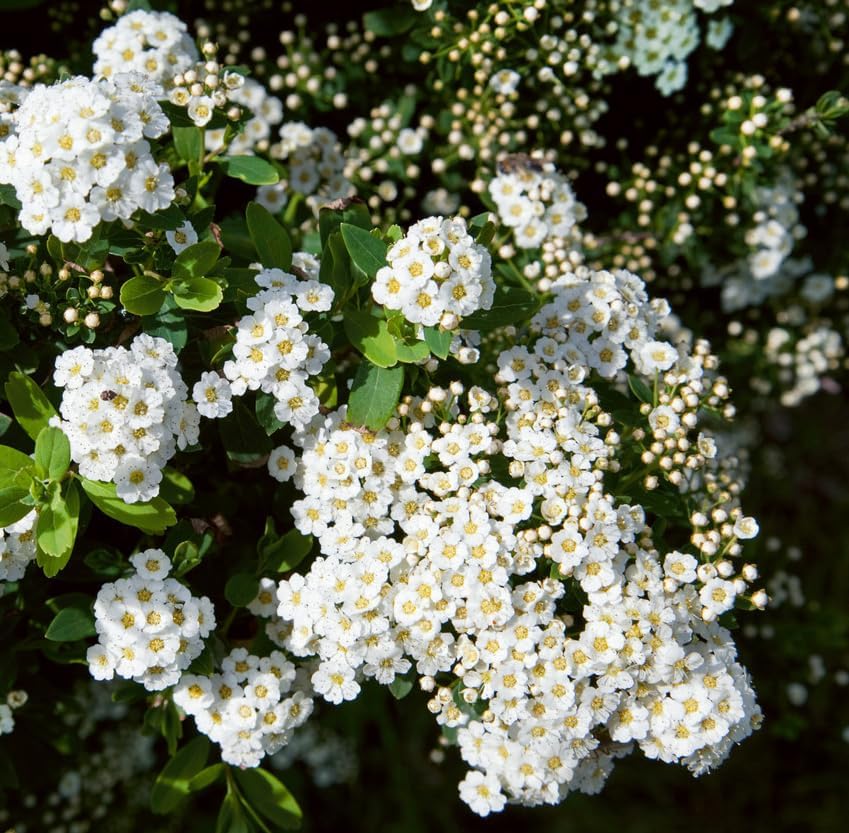 Snowmound Spirea Live Plant Dwarf White Mound Spirea Shrub Flowering Hardy Shrub 5-8" Tall Qt Pot - Image 5