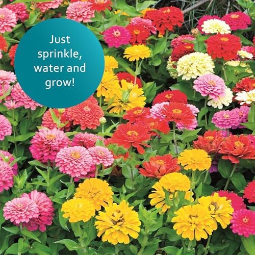 Earth Science Zinnia Wildflower Mix—6lb – 3-in-1 Seeds Plant Food & Soil Conditioner – Non-GMO Vibrant Blooming Flowers for Gardens Low Maintenance Attracts Pollinators – Covers 600 Sq Ft Eco-Friendly - Image 4
