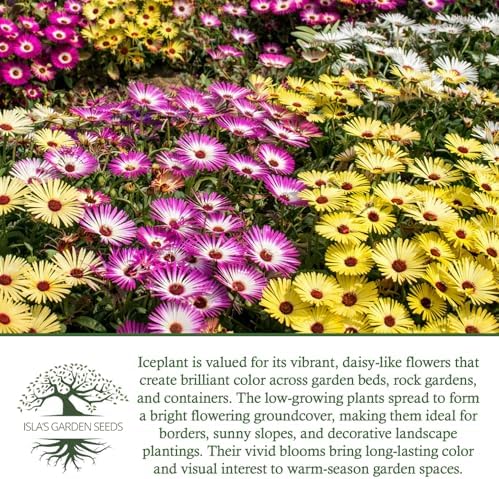 Iceplant Mix Flower Seeds (Dorotheanthus bellidiformis)– 2000+ Heirloom Non-GMO Seeds by Isla’s Garden Seeds, Livingstone Daisy Ice Plant Wildflower Mix, Drought-Tolerant Groundcover Blooms, Sprawling - Image 6