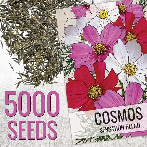 Seed Needs Flower Seeds to Plant Sensation Cosmos Blend - Bulk Pack - Image 2