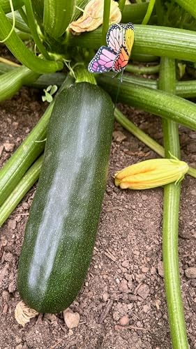 Organic Black Beauty Zucchini Seeds for Planting: 20 Count - Image 5