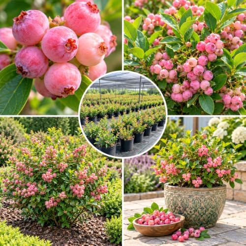 2 Pink Lemonade Blueberry Live Plants, Sweet Berries Bush, 4-6 Inches Tall - Image 3