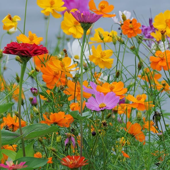 2000pcs Cosmos Seeds for Planting, Perennial Cosmos Hummingbird Vine Flower Seeds, Heirloom Non-GMO Open Pollinated Wildflowers for Home Garden Outdoors - Image 5