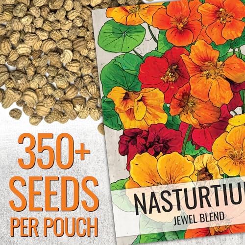 Seed Needs Nasturtium Seeds Jewel Mix Heirloom 1.5 Ounce Bulk Pack - Image 3