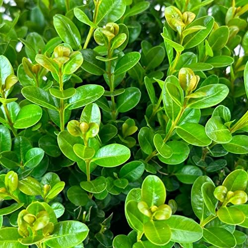 NewGen Freedom Boxwood, Live Evergreen Shrub, 3 Gallon - Image 2