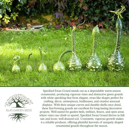 Speckled Swan Gourd Seeds (Lagenaria siceraria 'Speckled Swan') –15 Non-GMO Heirloom Seeds by Isla’s Garden Seeds, Unique Swan-Like Shape w/Decorative Speckles, Ideal for Crafts, Fall Displays & More - Image 6