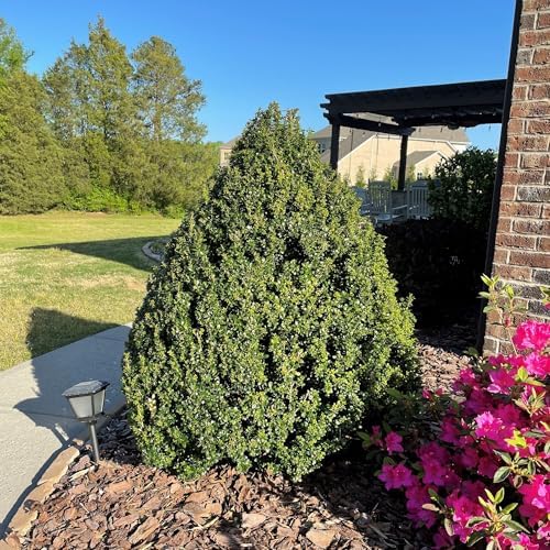 Holly 7 Gal. Steeds Japanese Holly (Ilex) Shrub - Image 3