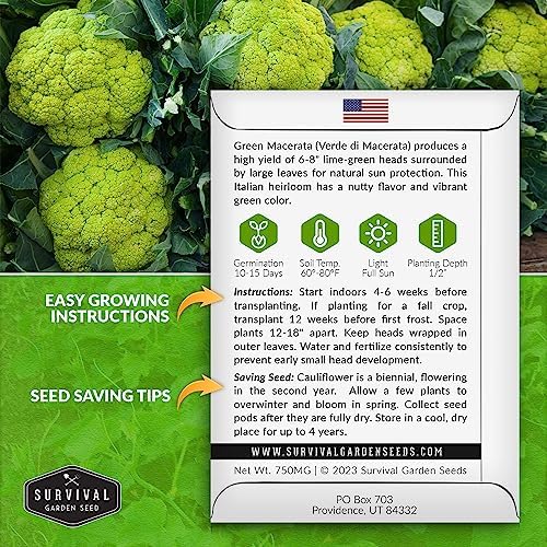 Green Macerata Cauliflower Seeds for Planting, 3 Packs - Image 2