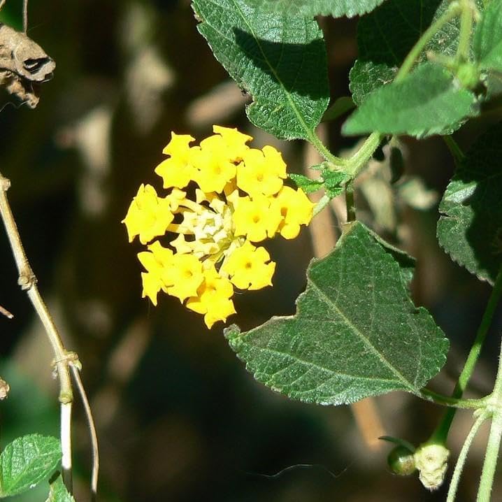 Lantana Plants Live - Yellow Lantana Lola Pack of 3 Live Plants for Planting - 4-6 Inches Tall - Attracts Butterflies, Perfect for Containers & Garden Beds, Low Maintenance - Image 3