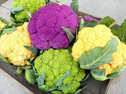 50+ Cauliflower Mix Seeds Heirloom Non-GMO Purple Green Yellow White, Super Delicious, Healthy, from USA, US Grown! by Harley+Seeds
