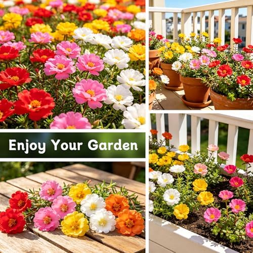 Moss Rose Seeds, 10,000+ Bulk Flower Seeds for Planting Outdoors(99% Pure Live, Non-GMO), Mixed Colors and Large Blooms, Attracts Pollinators, Easy to Grow - Image 5