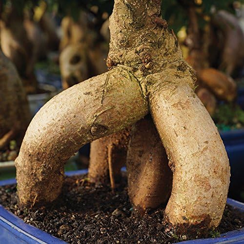 Brussel's Bonsai - Small Ficus Live Bonsai Tree, Potted Indoor Plant - Image 5