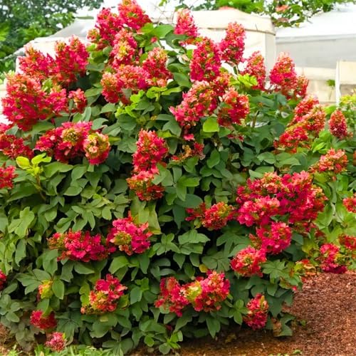 Ruby Hydrangea Live Plant, Hydrangea Tree Shrub in Pot, 6-12 Inc Tall - Image 2