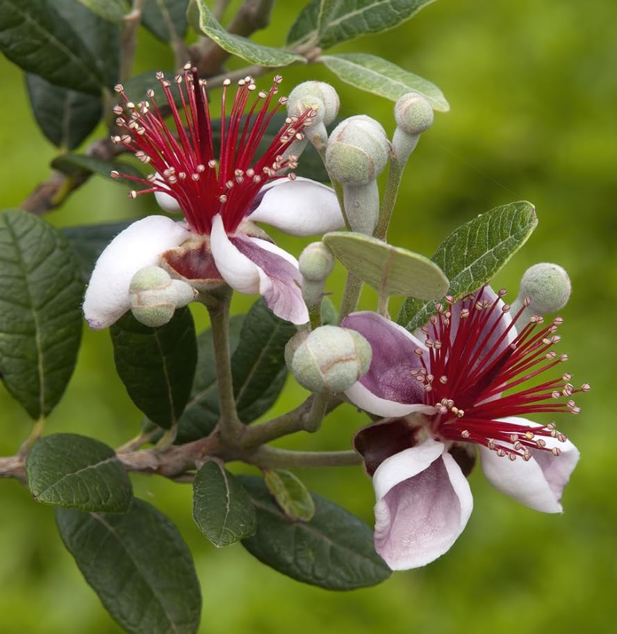 Pineapple Guava Tree Live Plant, Sweet Guavas Plant Tropical Fruit Tree 4-6 Inch Tall - Image 3
