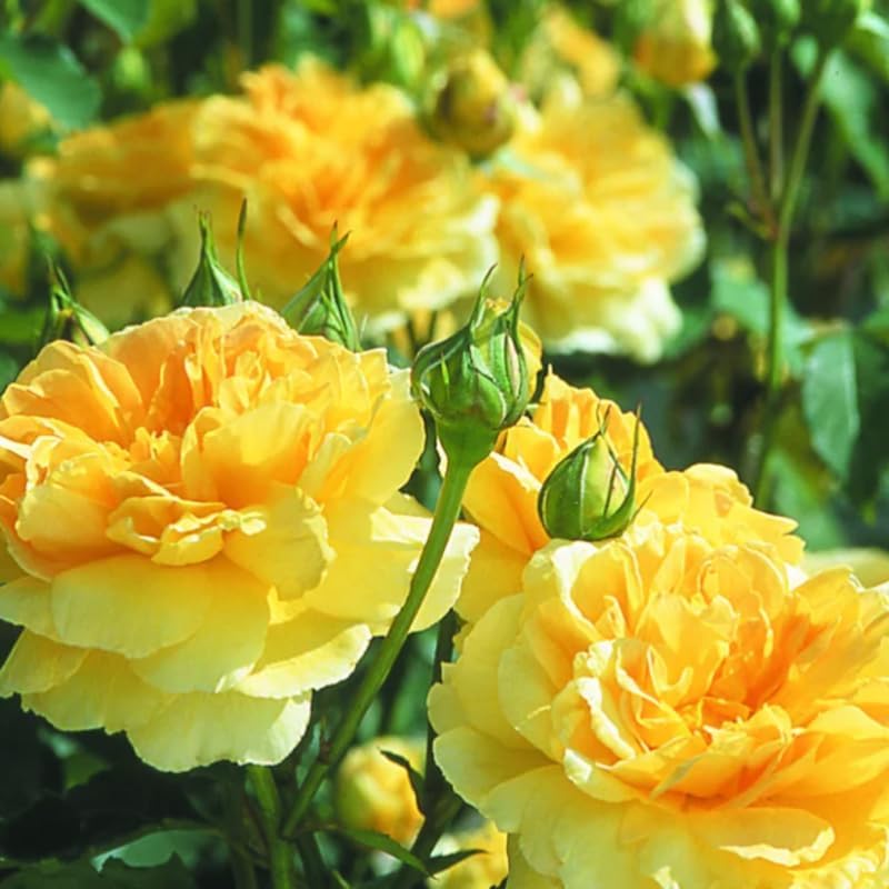 Climbing Rose Plant Live, Ready to Plant Rose, 5-9 Inch Tall by TANKDA