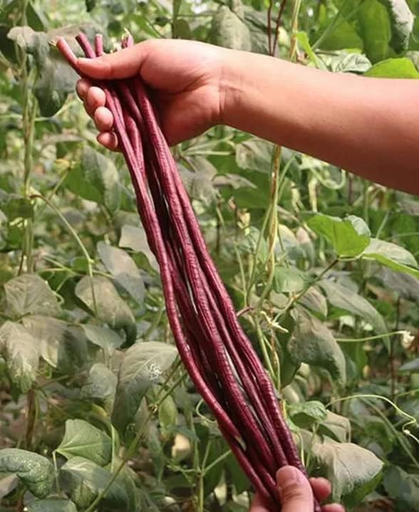 Bean Seeds for Planting Vegetables and Fruits.Pole Beans,Bush Beans,Romano Beans.Non GMO Garden Seeds for Home Vegetable Garden-6g,25ct+ Red Yard Long Pole Bean Seeds YardLong Asparagus Bean by HipGirl
