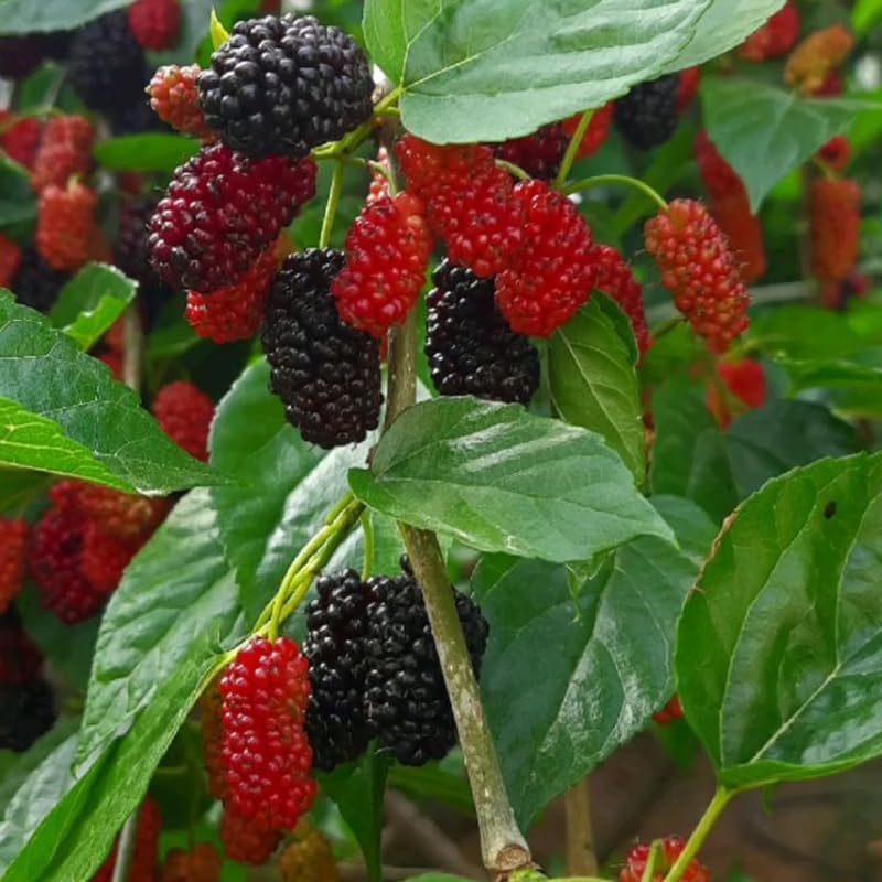 Dwarf Everbearing Mulberry Live Plant, 4-8 Inch Tall Hardy Fruit Tree by Unknown