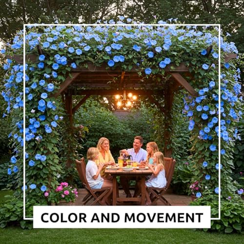Blue Morning Glory Climbing Vine | 100 Seeds to Plant | Beautiful Flowering Vine - Image 5