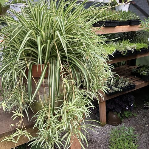Organic Variegated Spider Plant (Chlorophytum cosmosum 'Variegatum') in 2.5-Inch Pot by Smoke Camp Crafts - Air-Purifying Live House Plant - Mala Madre, Airplane Plant - Green Edge - Image 2