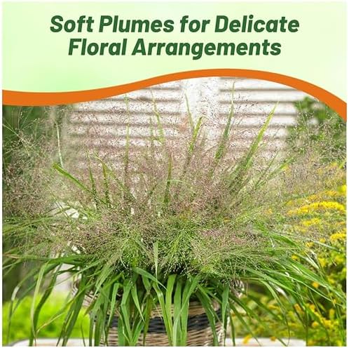 Outsidepride 1000 Seeds Perennial Eragrostis Spectabilis Ornamental Love Grass Seed for Planting - Image 6